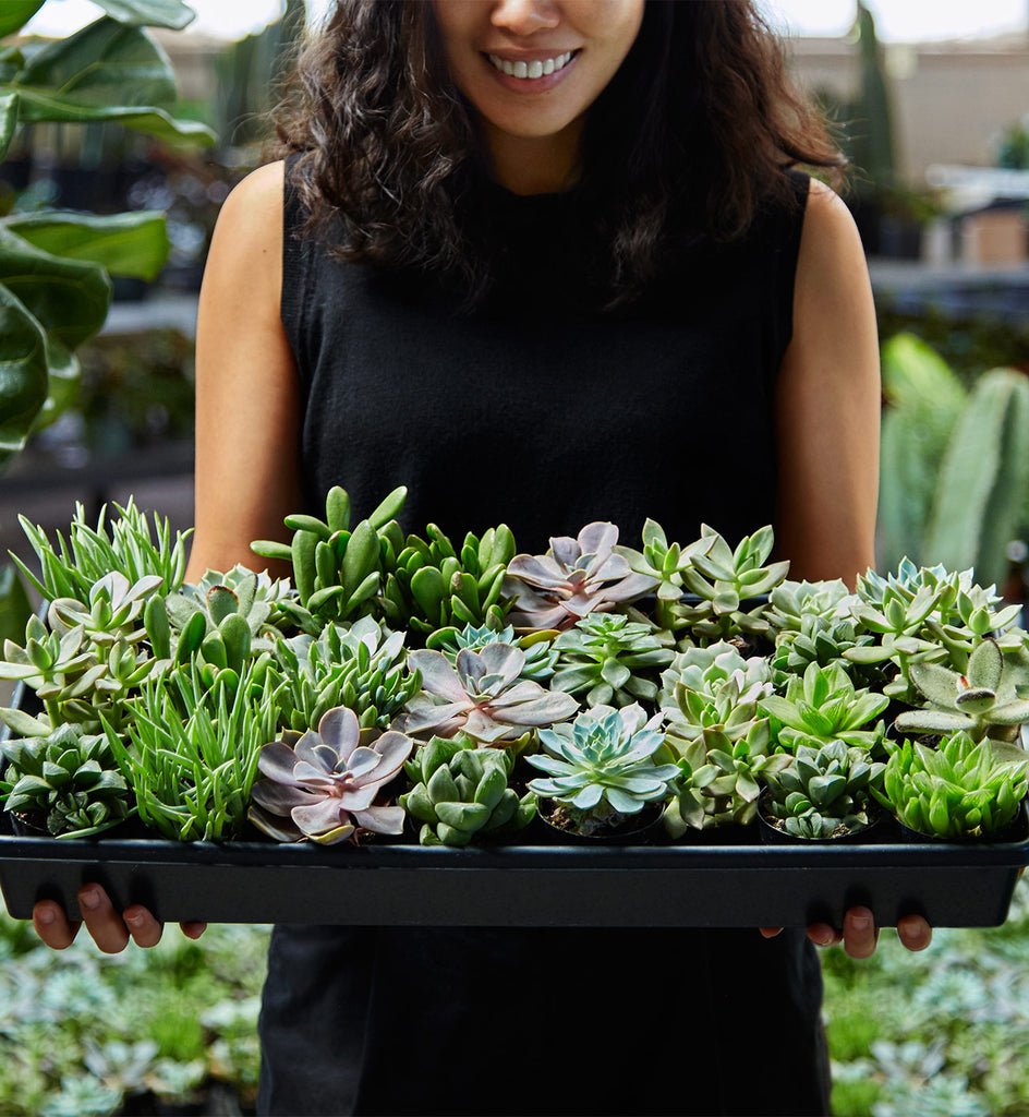 Succulent