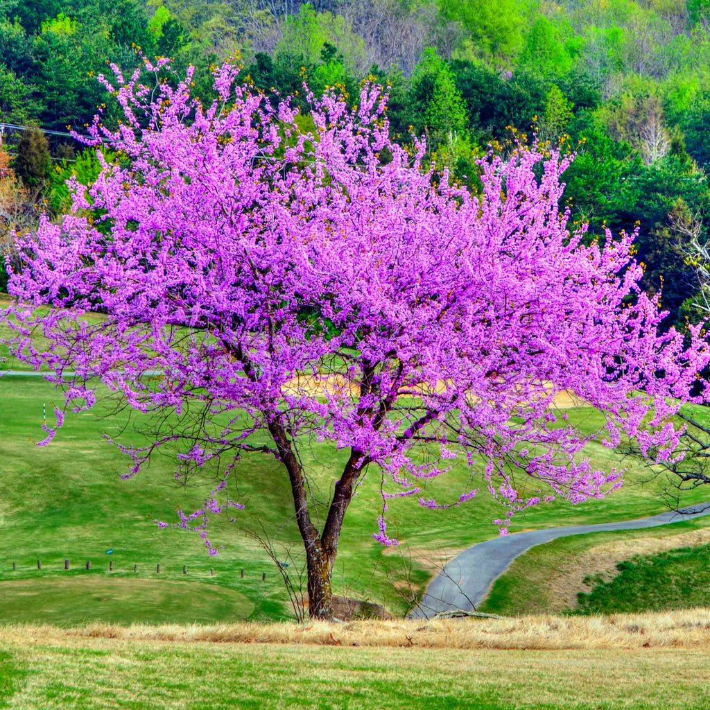 Redbud