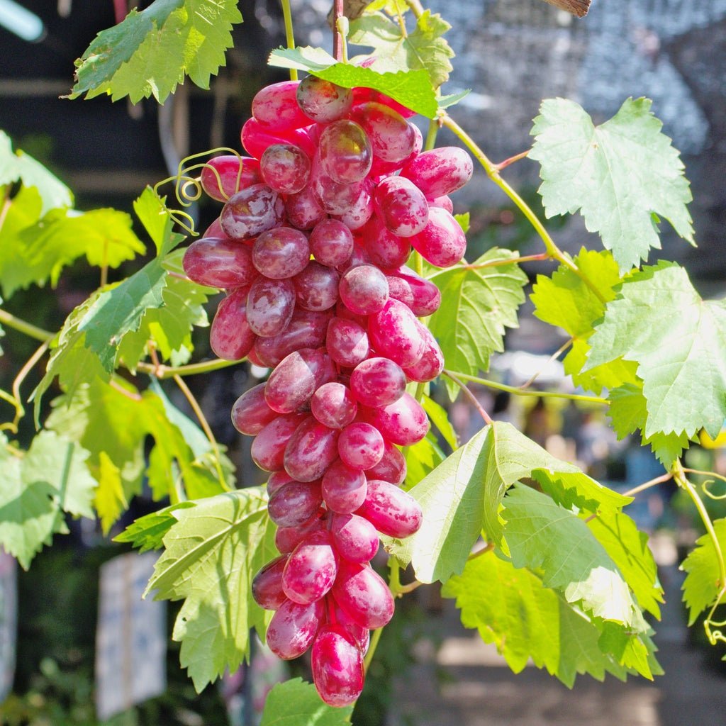 Grape