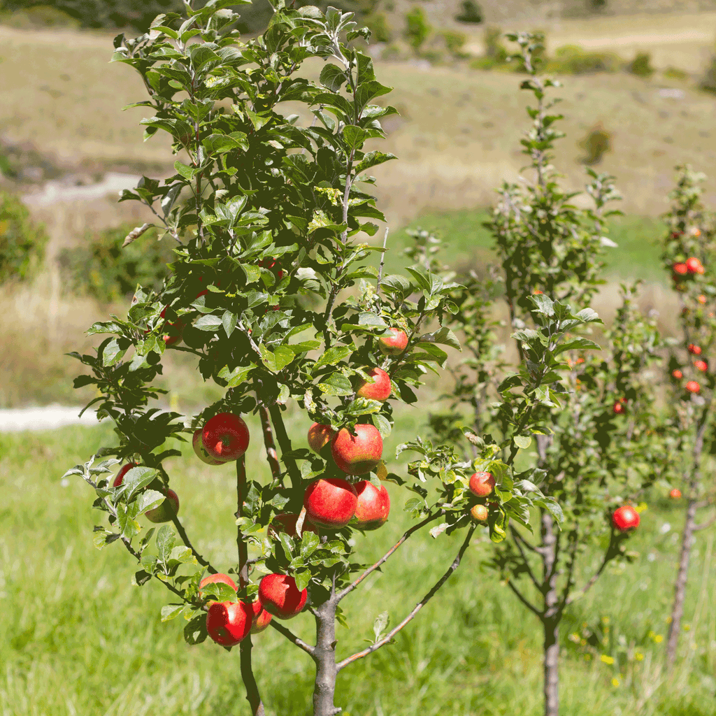 Apple Tree