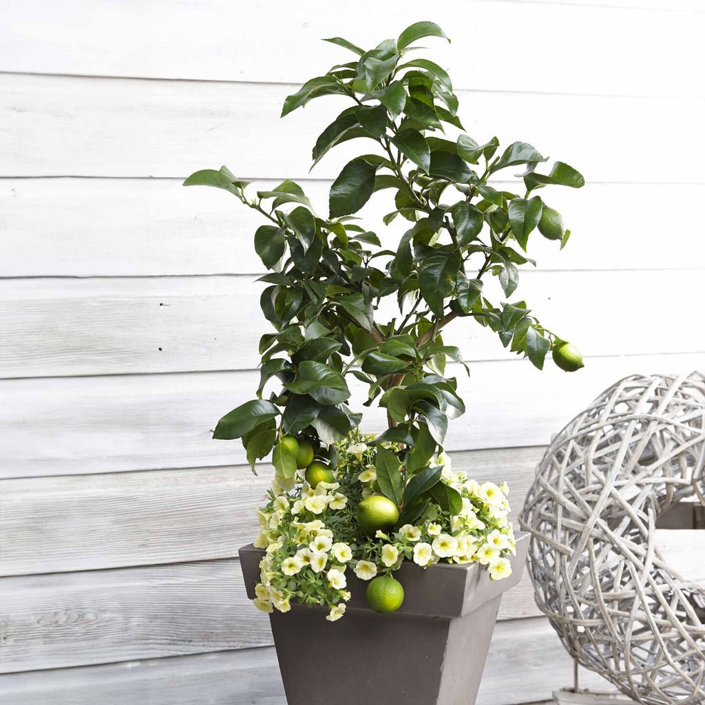 Key Lime Bush