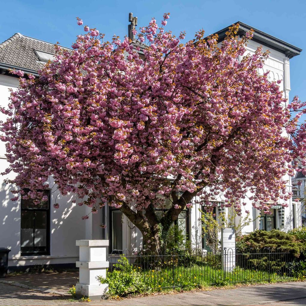 Cherry Tree