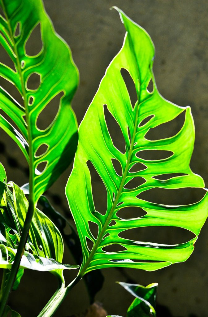 Monstera Esqueleto Skeleton Plant