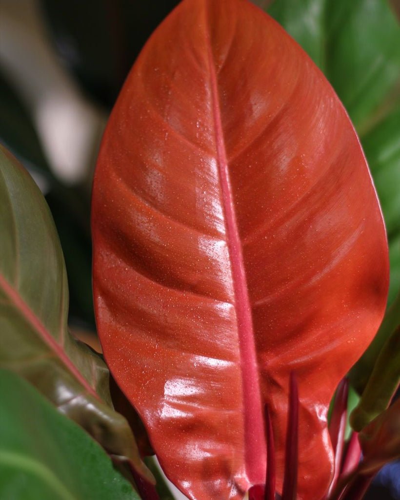 Philodendron Autumn