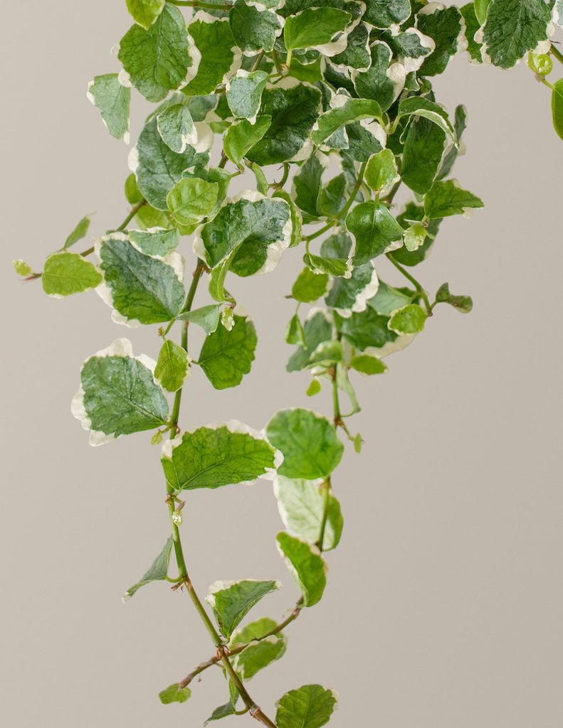 Creeping Fig