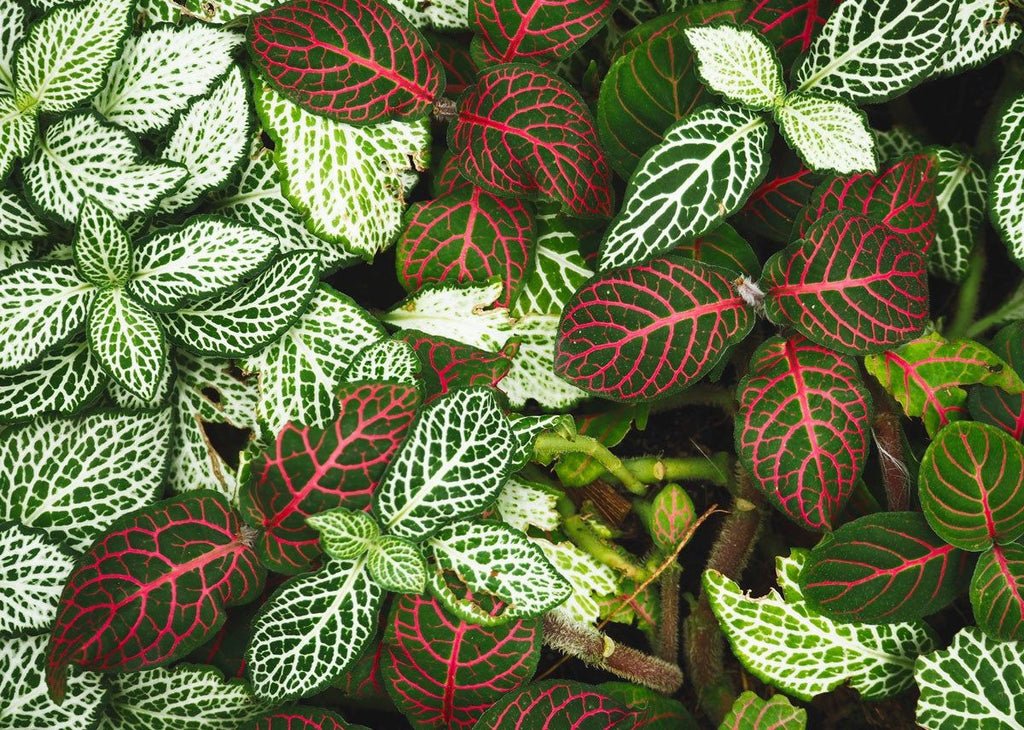 Fittonia Nerve Plant