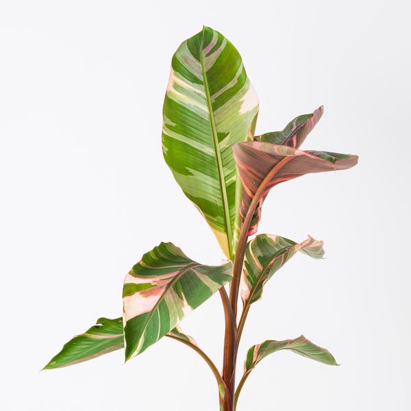 Musa Nono Pink Variegated Banana