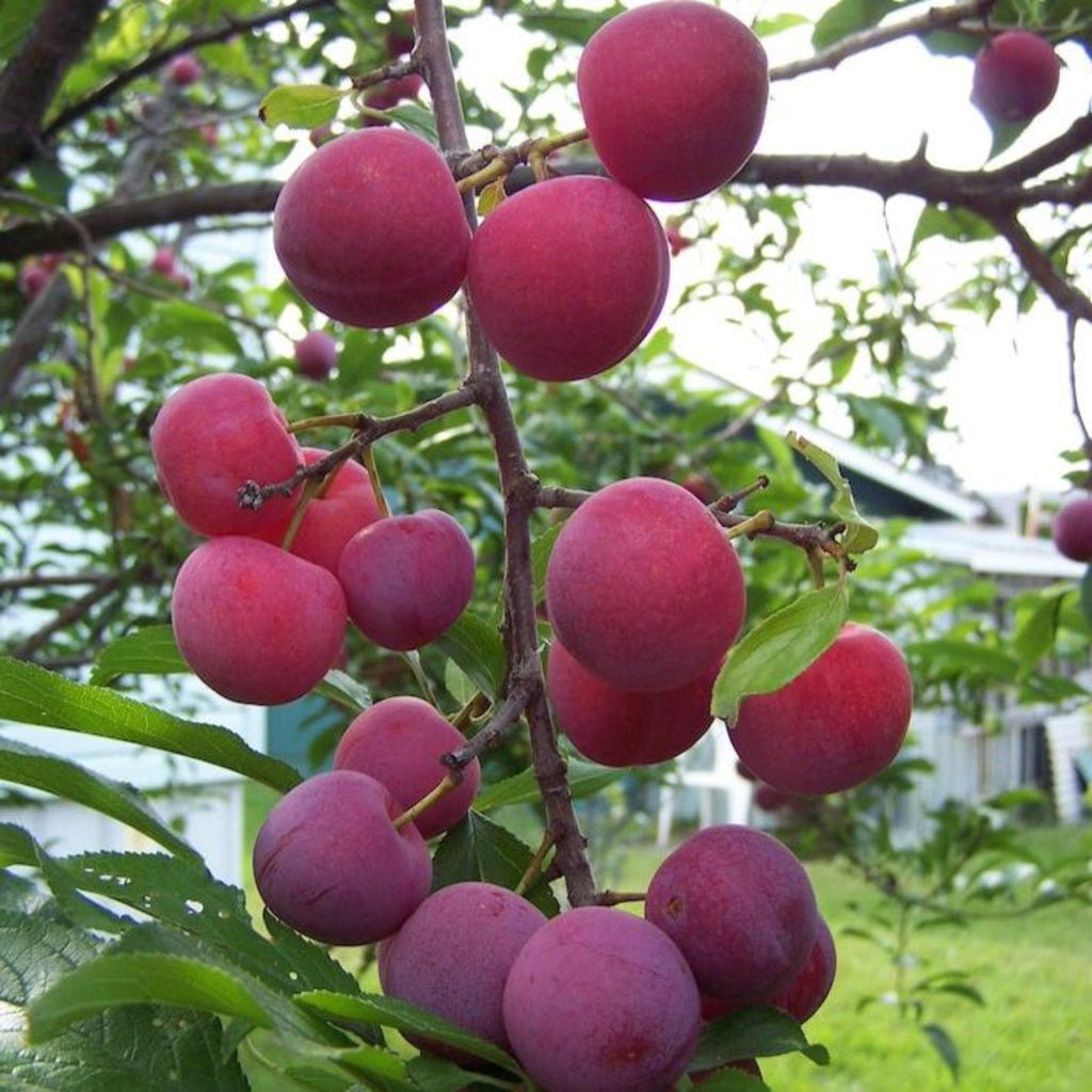 Plum Tree