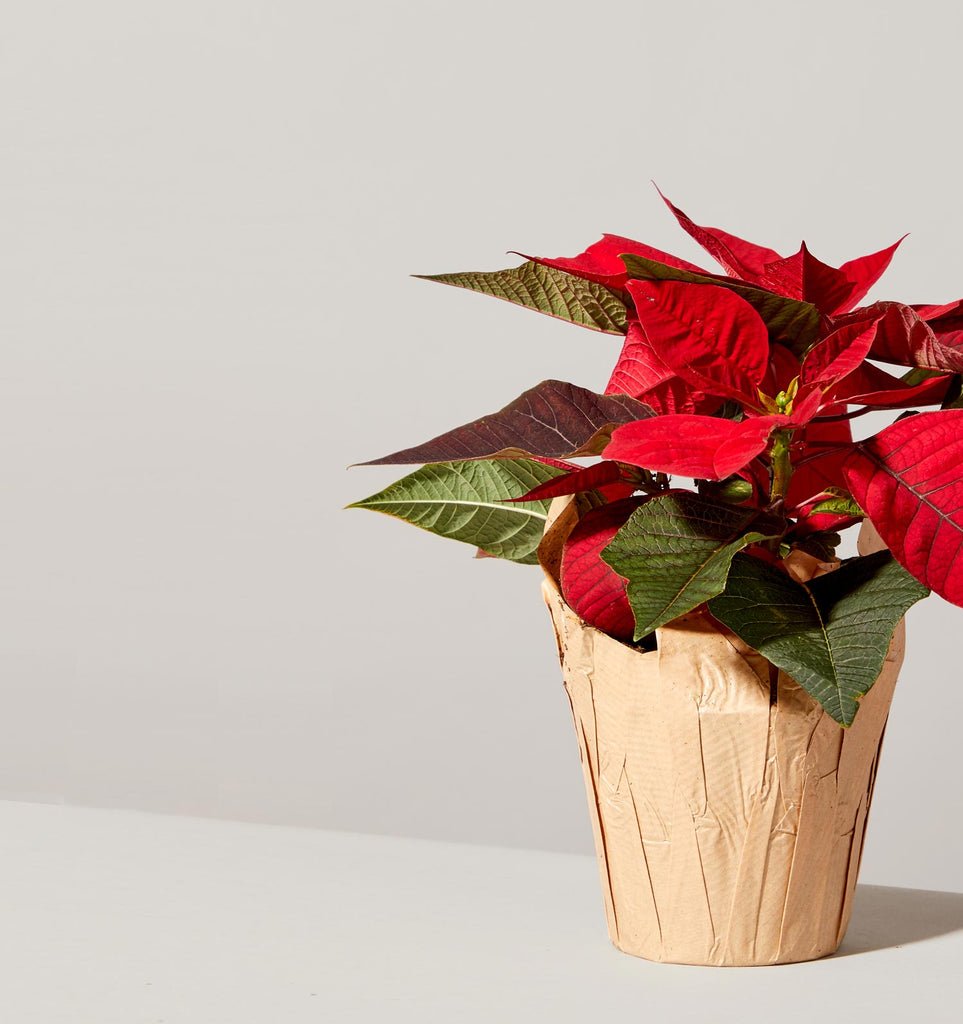 Poinsettia