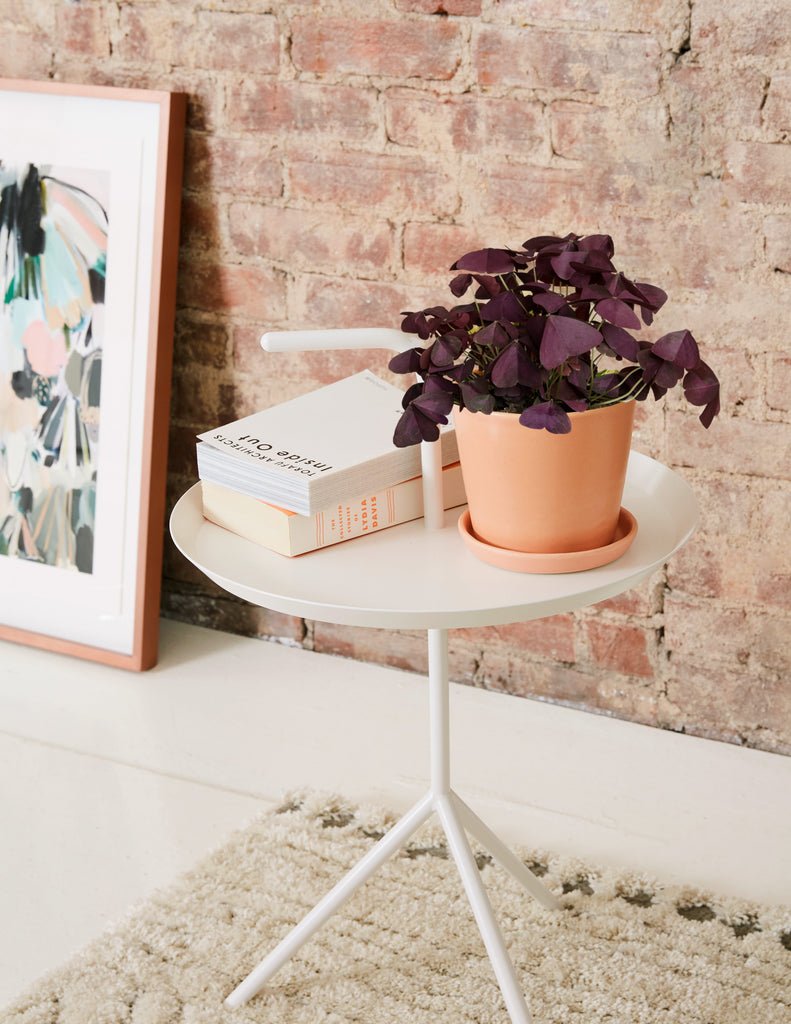 Oxalis