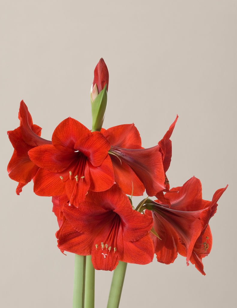 Waxed Amaryllis Bulb