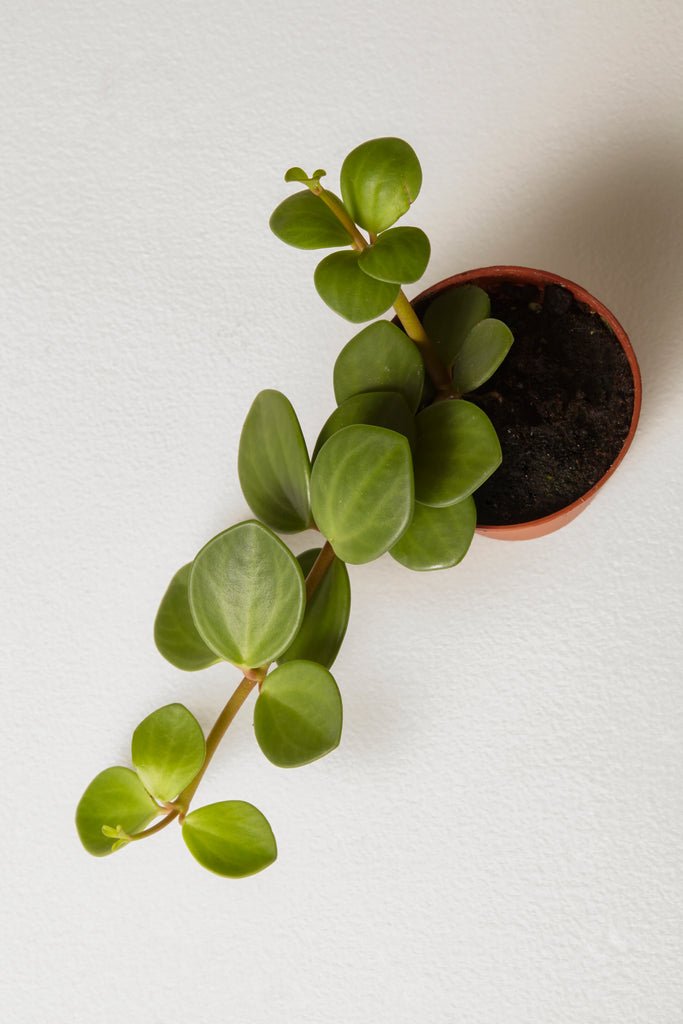 Peperomia Hope