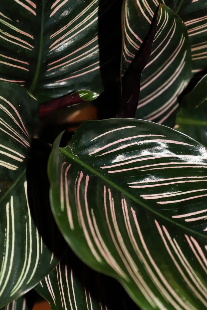 Calathea Ornata