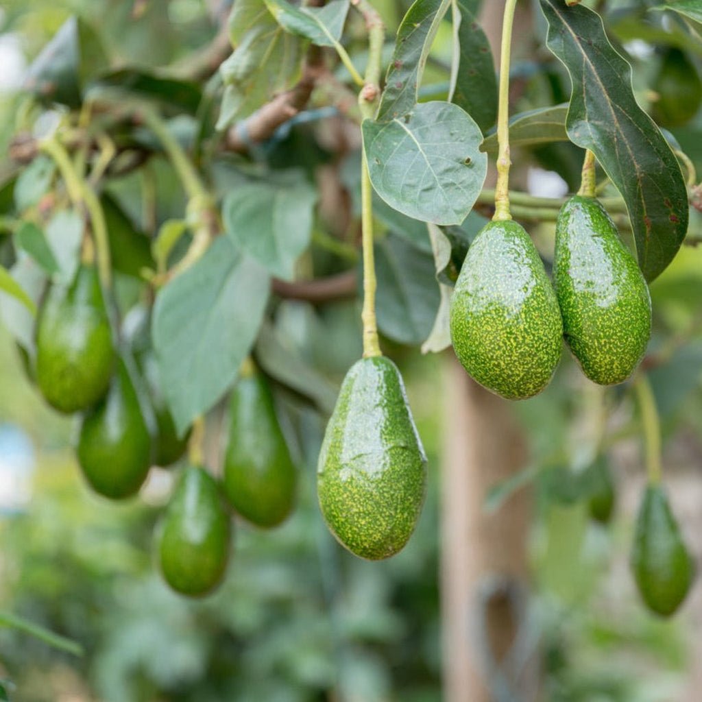 Avocado Tree