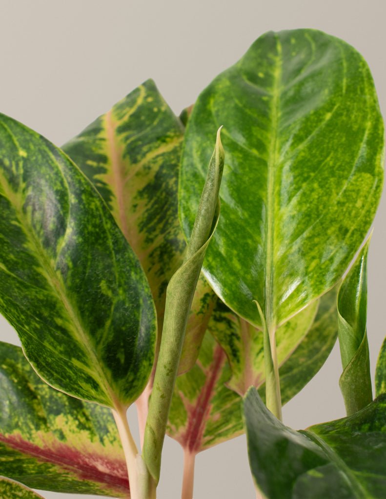 Aglaonema