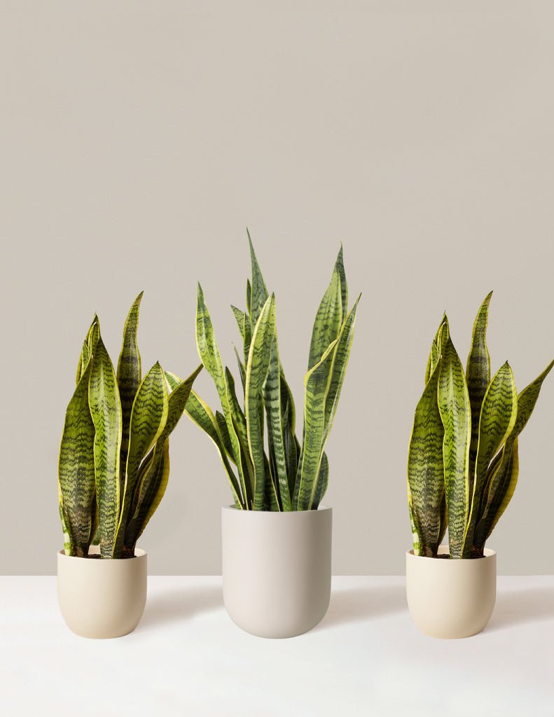Snake Plant
