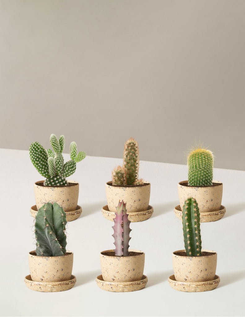 Cacti Assortment