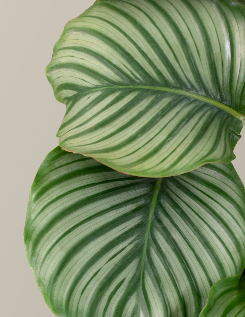 Calathea Orbifolia