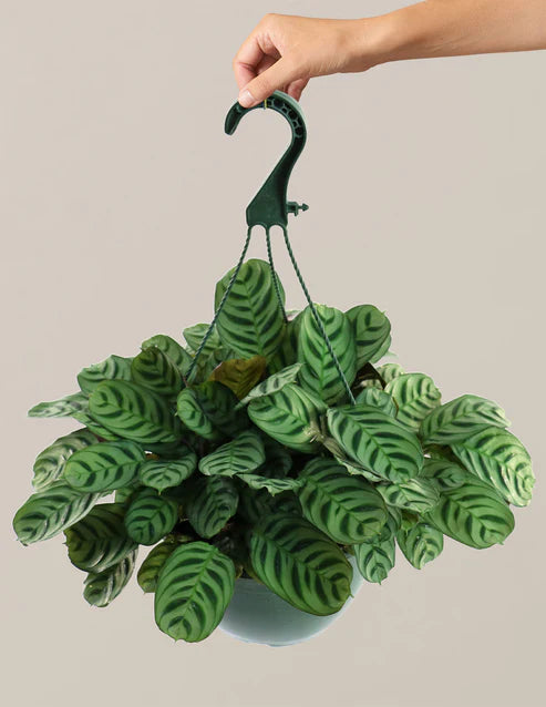Calathea Burle Marx