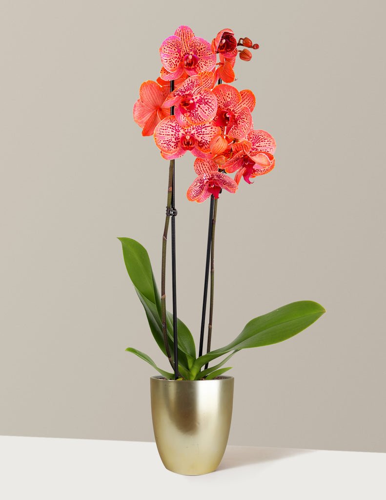 Electric Tangerine Kaleidoscope Orchid