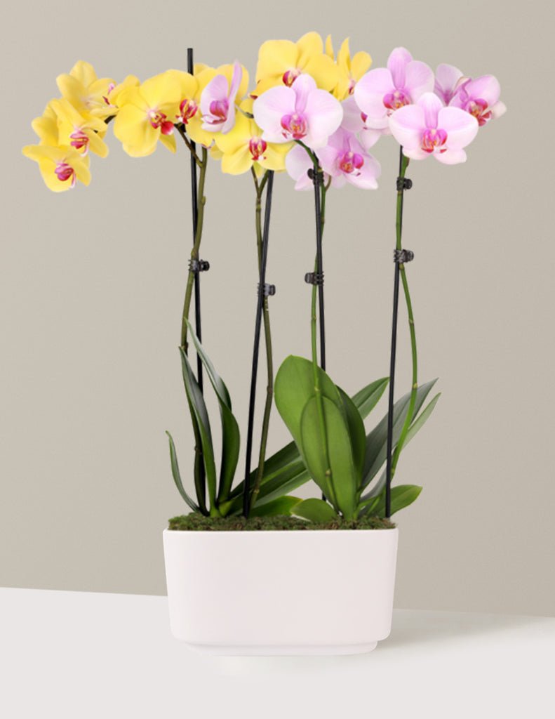 Small Double Bi-Color Orchid