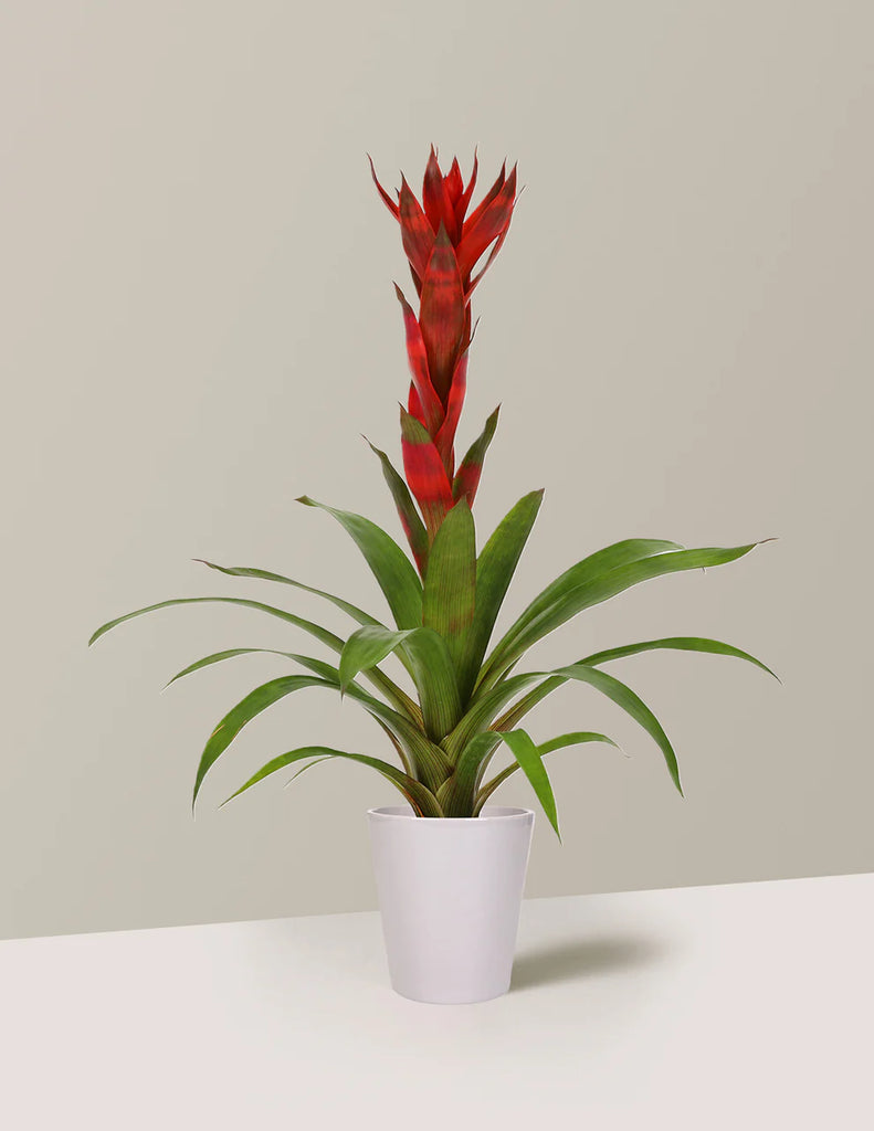 Bromeliad Guzmania Marsha