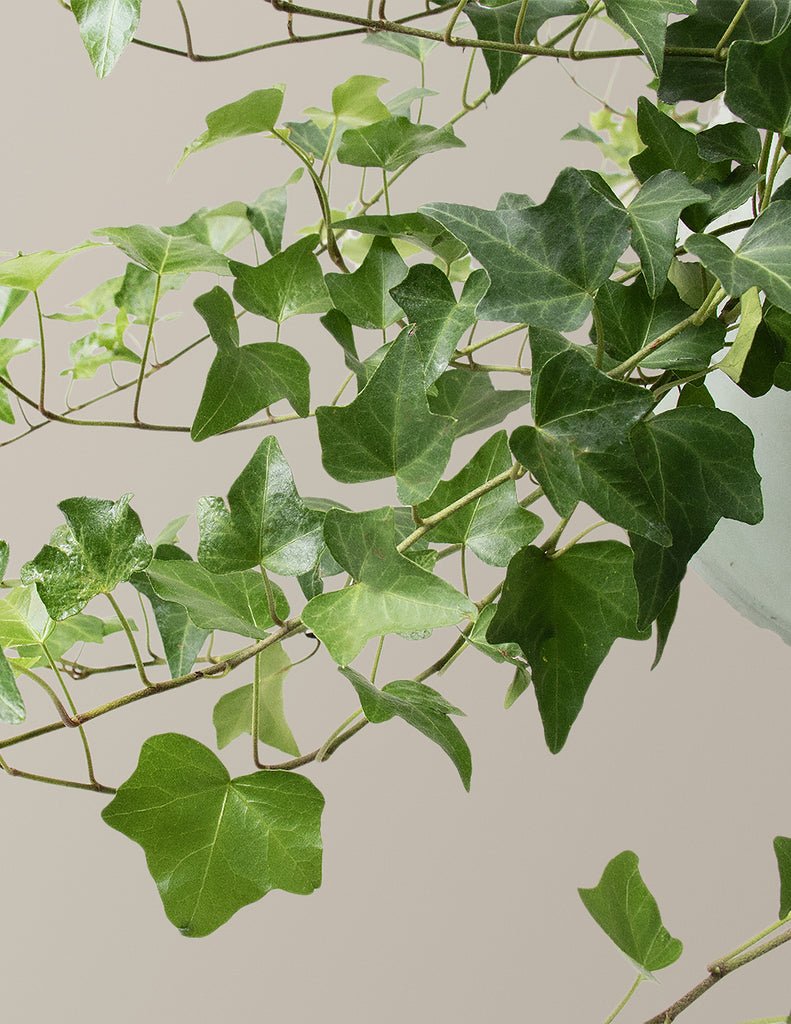 English Ivy