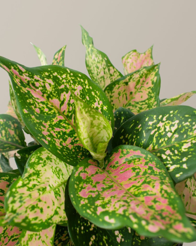Aglaonema Lucky Red