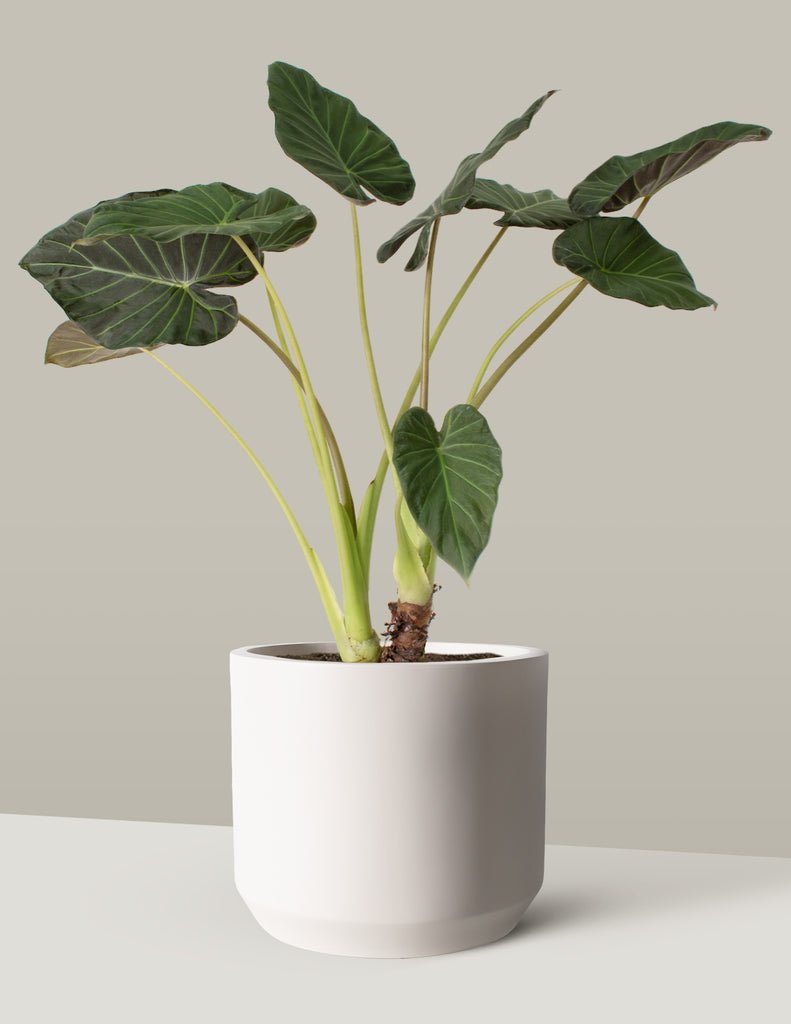 Large Alocasia Regal Shield