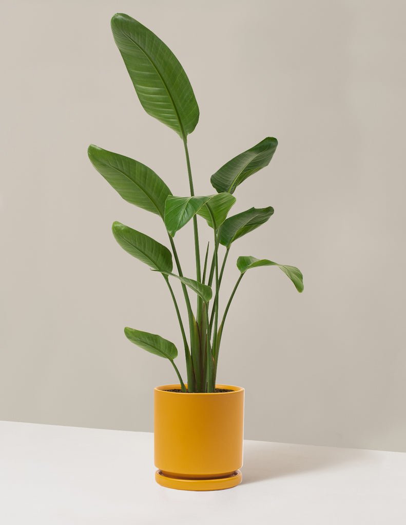 Bird of Paradise