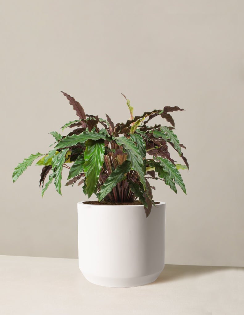 Calathea Wavestar