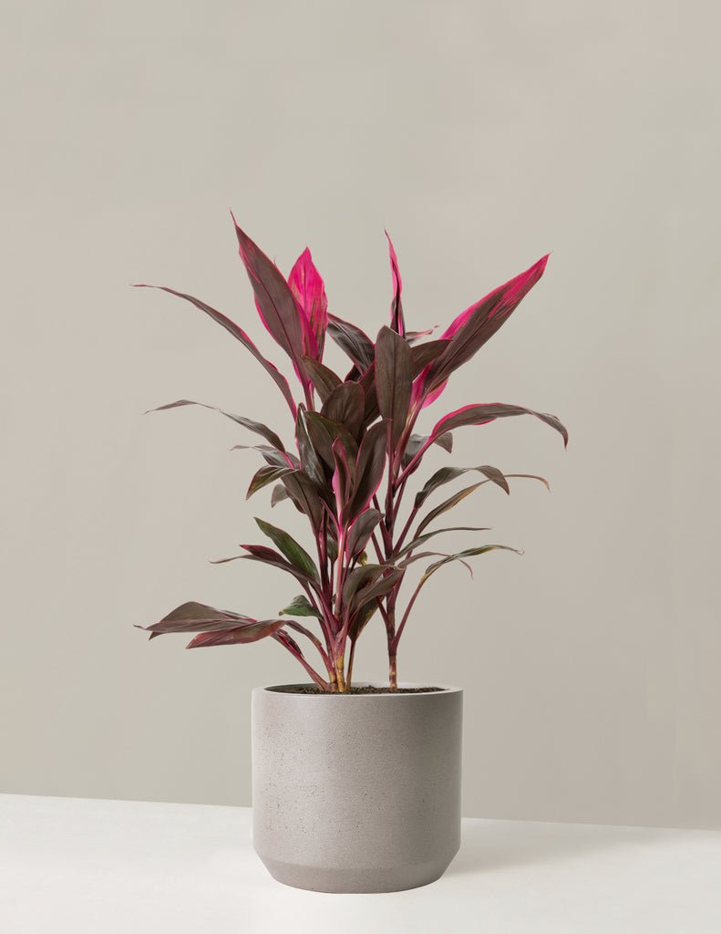 Cordyline Maria