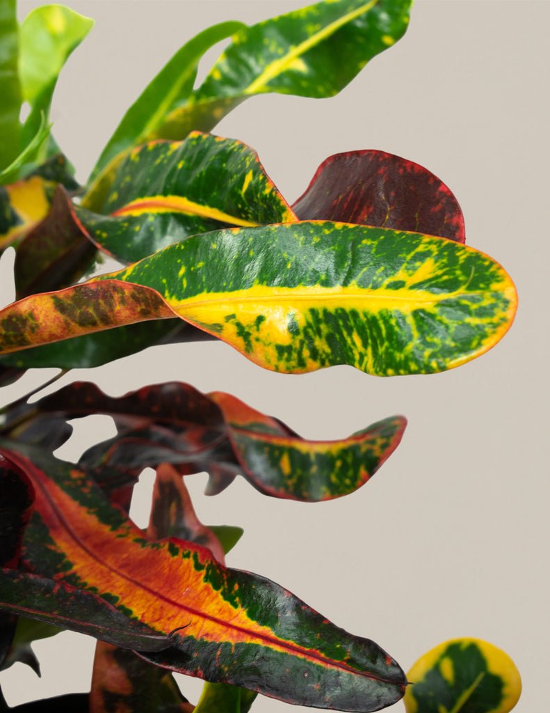 Croton Corkscrew