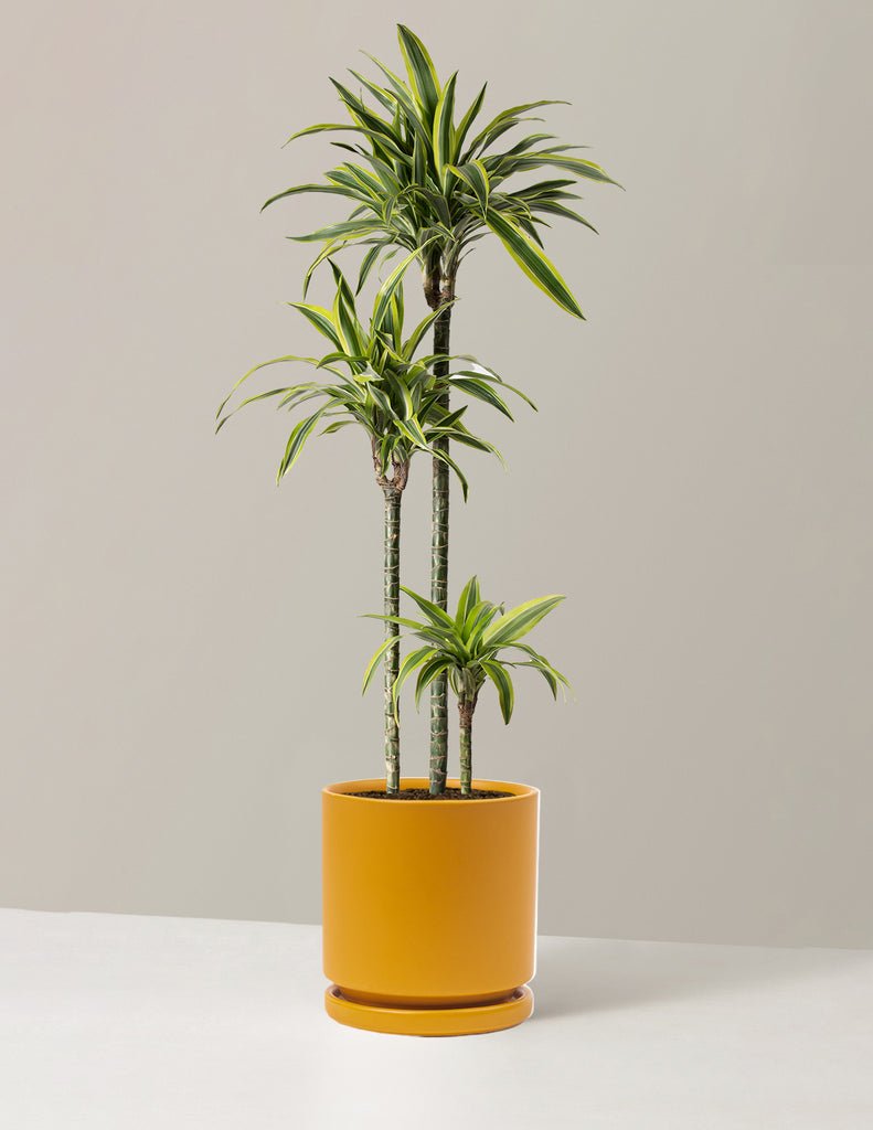 Dracaena Lemon Surprise
