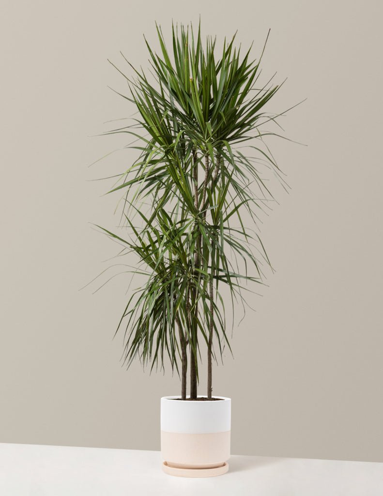 Dracaena Marginata Tree