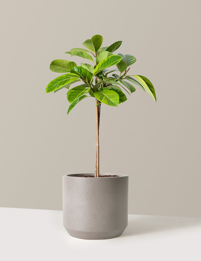 Ficus Altissima