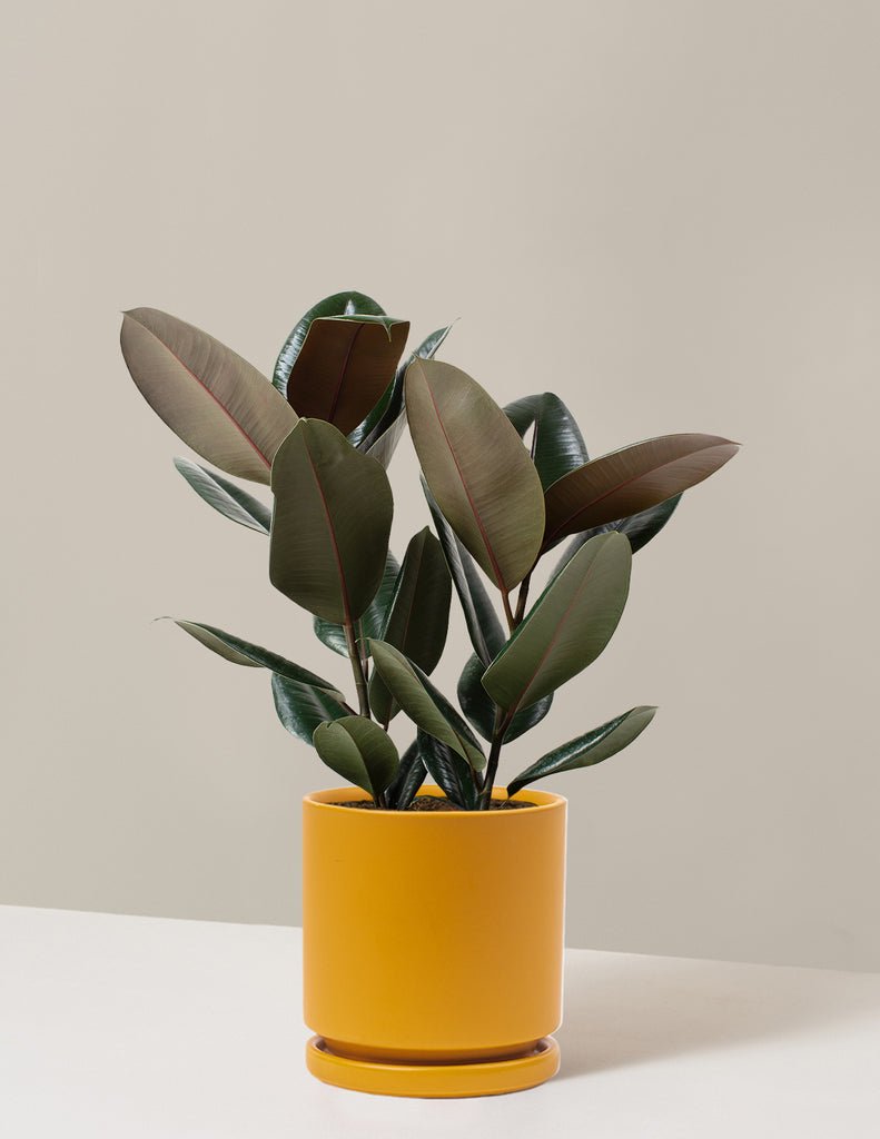 Ficus Burgundy Rubber Plant