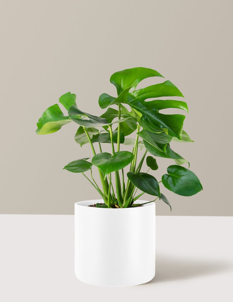 Monstera Deliciosa