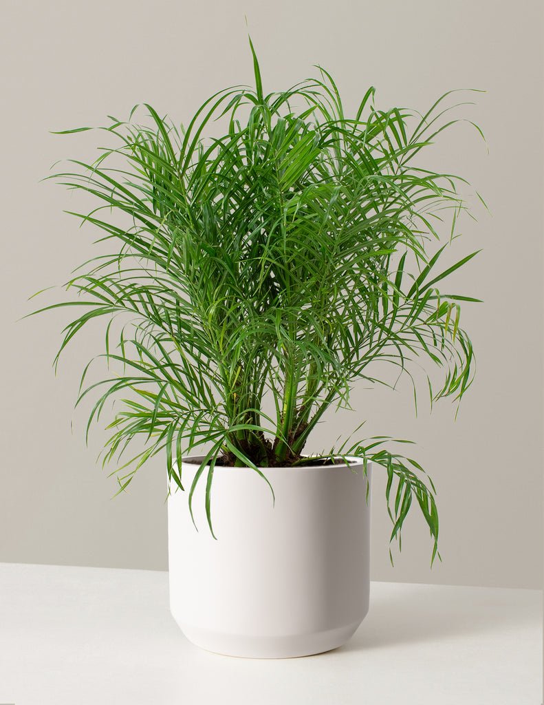 Pygmy Date Palm