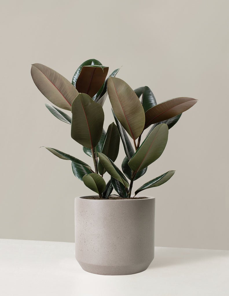 Ficus