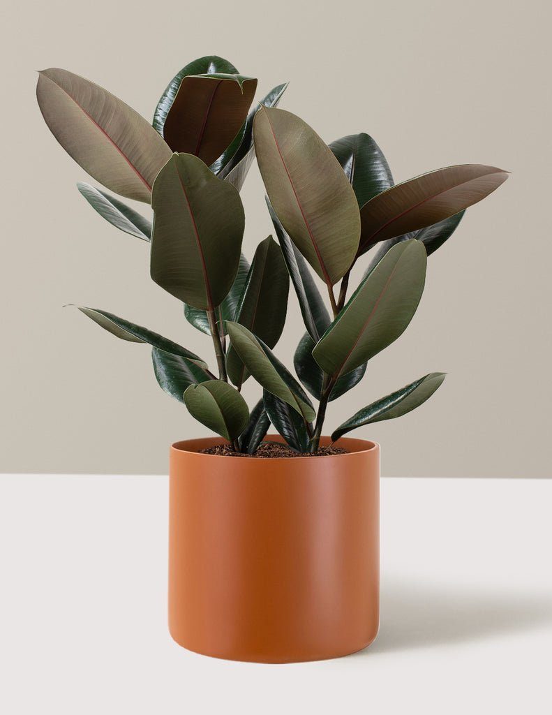 Rubber Tree
