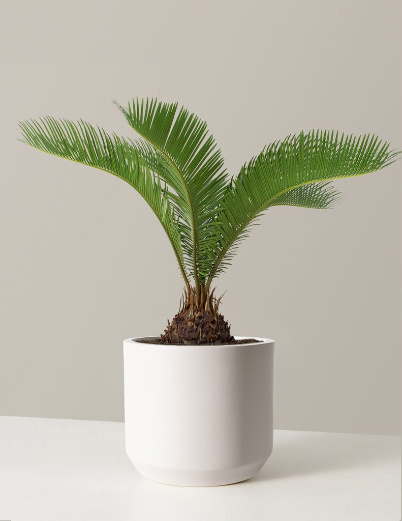 Sago Palm