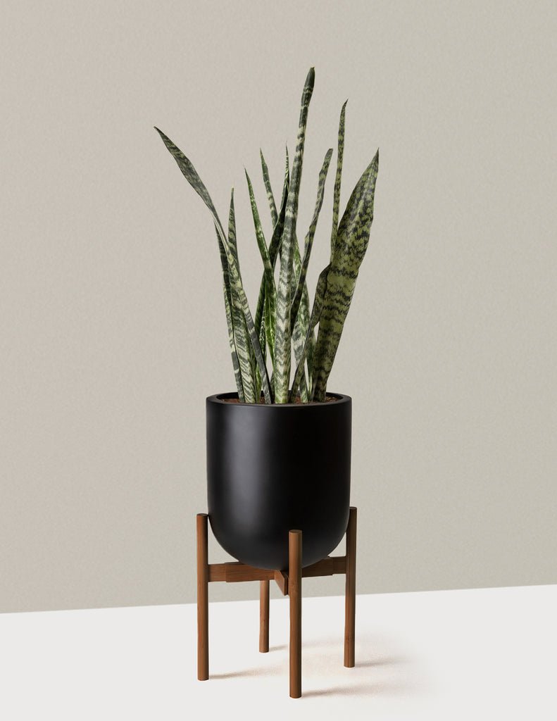 Snake Plant Black Coral