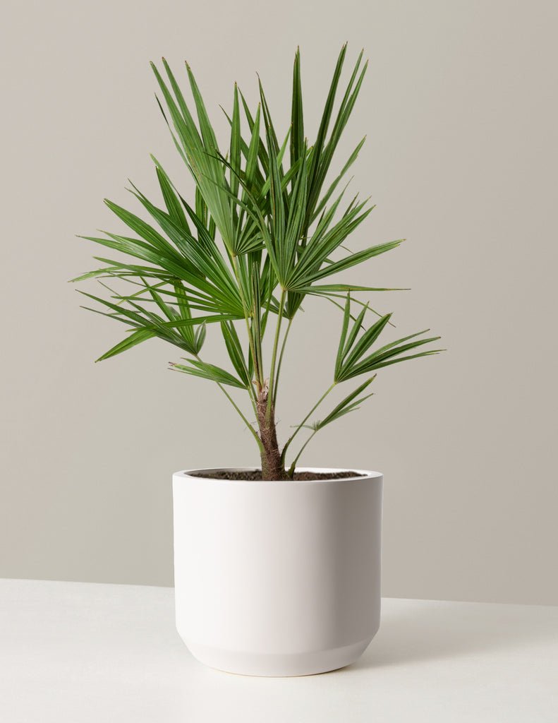 Windmill Palm