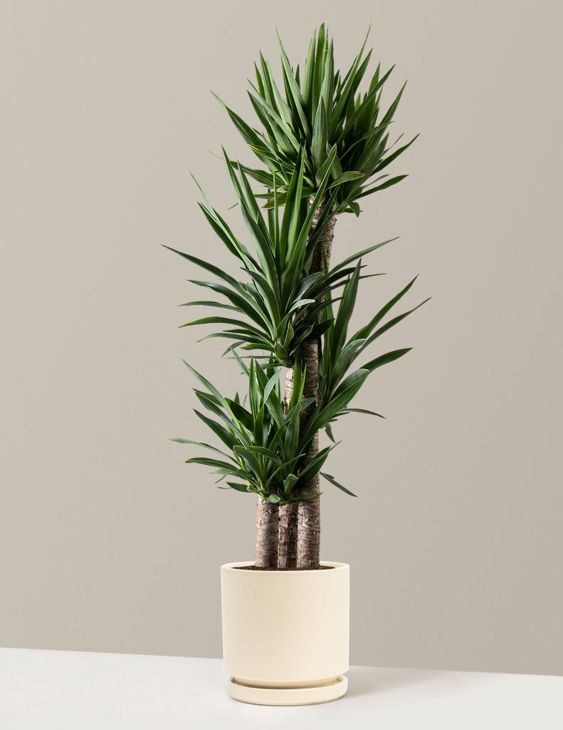 Yucca Plant