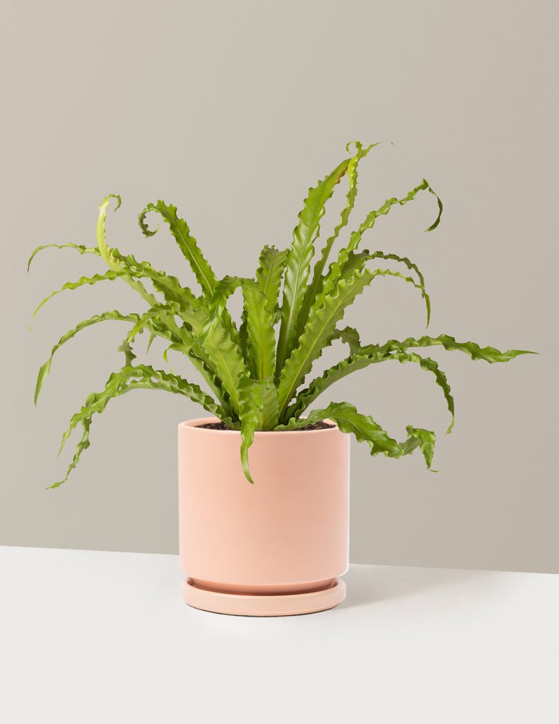 Fern