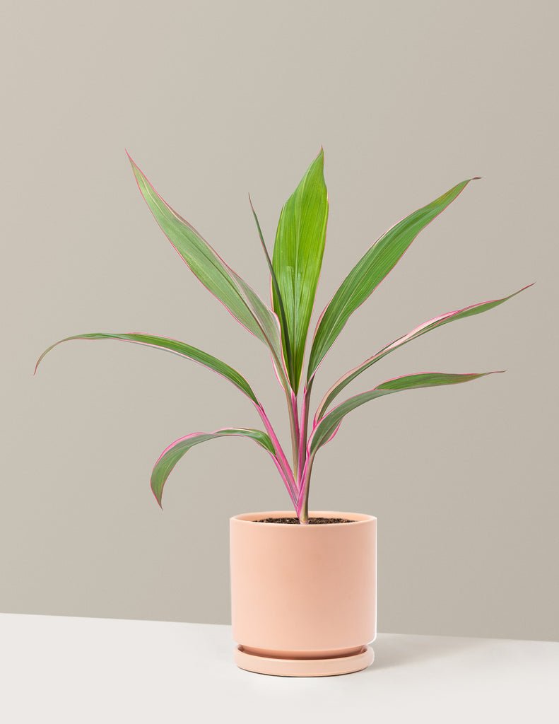 Cordyline Pink Diamond