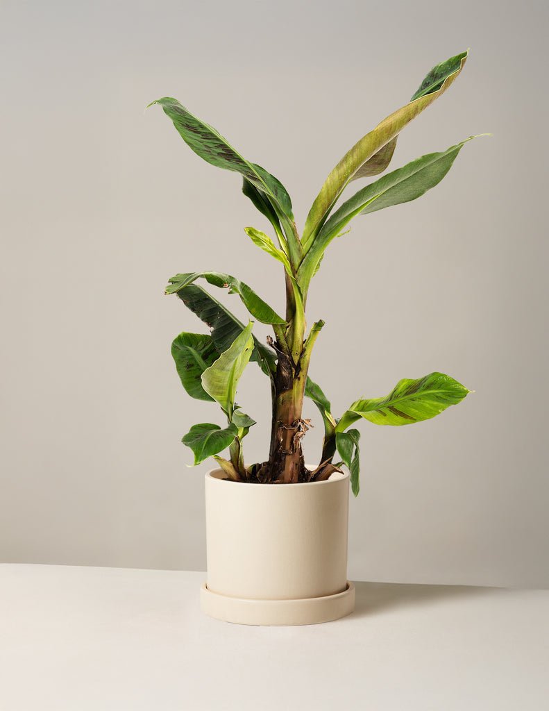 Dwarf Banana Tree