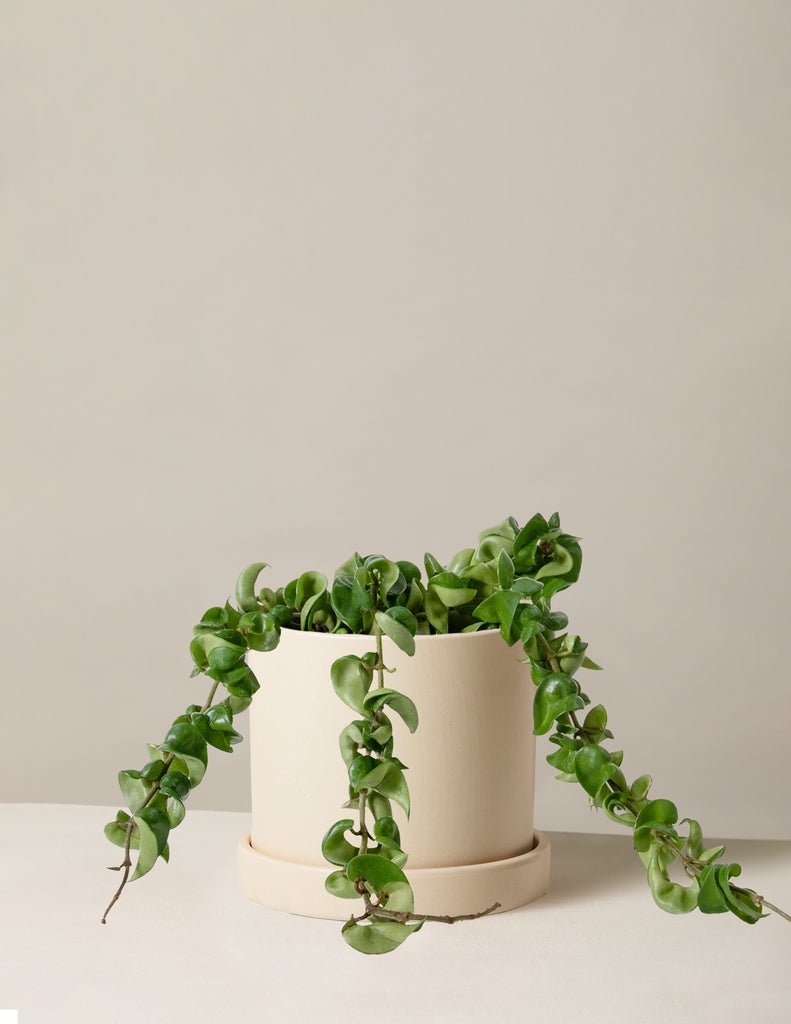 Hoya Rope