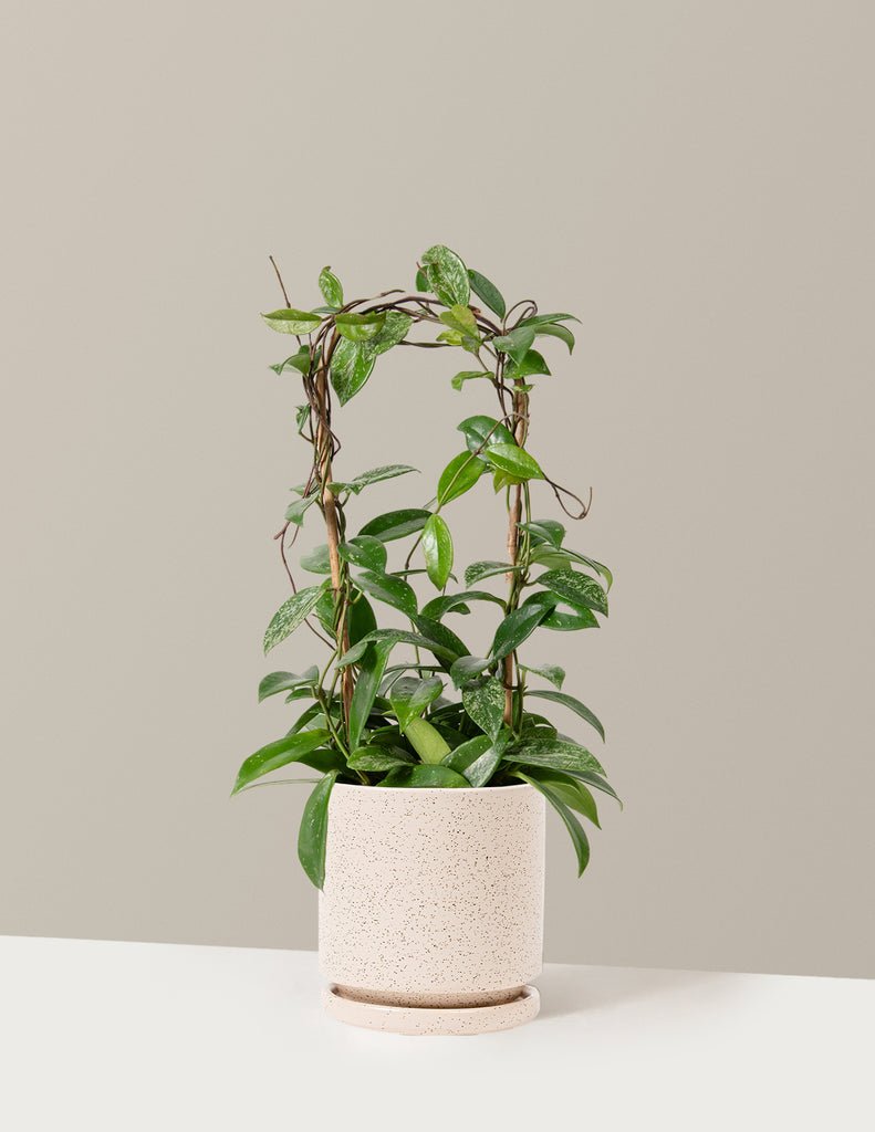Hoya Pubicalyx Hoop